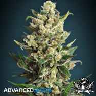 Advanced Seeds Ice Kush